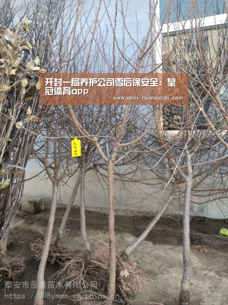 皇冠体育官网